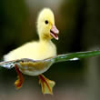 Duckling - Swim Lessons