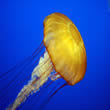 Jellyfish - Swim Lessons