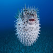 Pufferfish - Swim Lessons