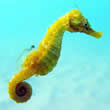 Seahorse - Swim Lessons